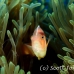 anemonefish_pink_bs_h_0705_png475.jpg